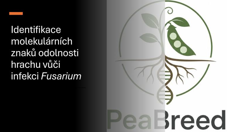 Projekt PeaBreed: Rezistence hrachu vůči Fusarium